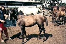 õ�ϵ��� (CH��EONHADOKCHU) ����