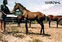 ���� (UNJE) ����