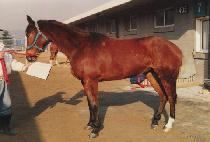 CH'ADOLBAEGI picture