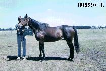 ������ (POINTER) ����