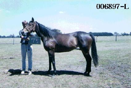 ������ ����