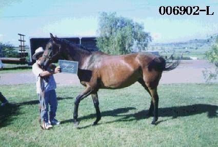 ������ ����