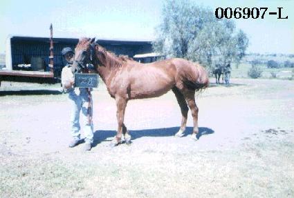 ������ ����