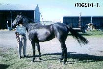 ������Ƽ (BLACK BEAUTY) ����