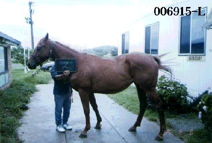 ������ ����