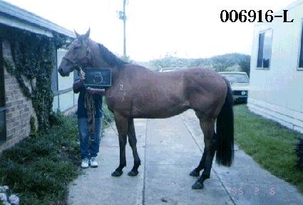 ������ ����