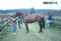 �޺��Ŀ� (COMBI POWER) ����