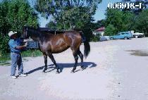 ����ȭ (GOOK JE HWA) ����