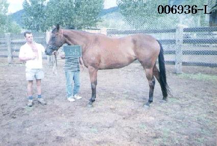 ������ ����