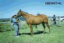 ������ (FORWARD) ����