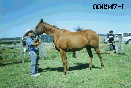 ������ ����