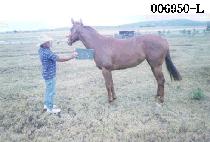 ����Ƽ��� (PRETTY WOMAN) ����