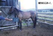 �Ѹ����� (HAN RIM PO GU) ����