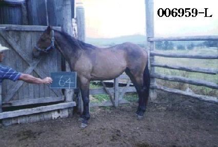 �Ѹ����� ����