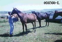 ��ݵι� (GI BBEUM DU BAE) ����