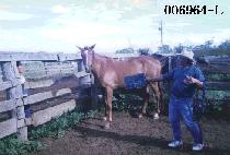 ���ӵ��� (YEON SOK DOL JIN) ����