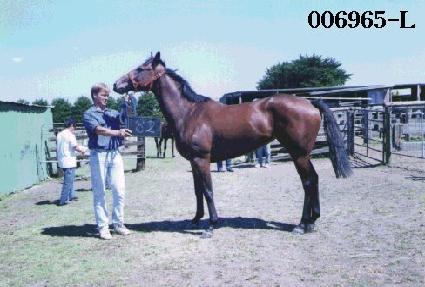 ���峪�� ����