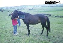 �ص��� (HAE DO JI) ����