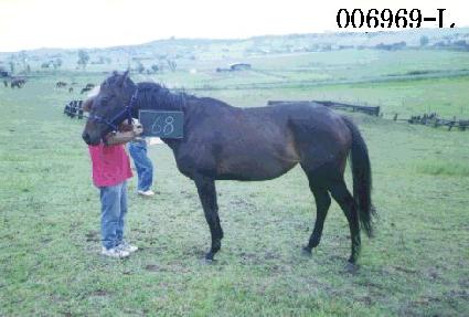 �ص��� ����