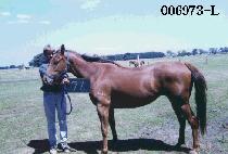 �ɵ��� (GGOT DOE JI) ����