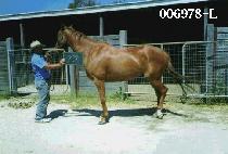 ���� (DO DO) ����