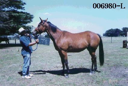 ���������� ����