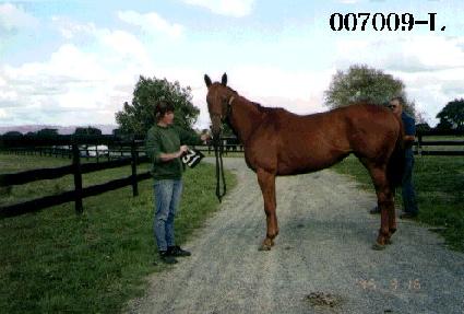 ������ ����