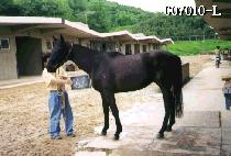 ��� (RADIX) ����