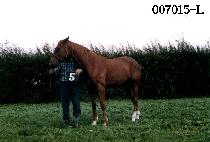 ������ (MUJIGAE) ����