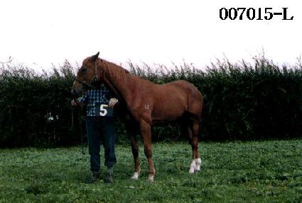 ������ ����