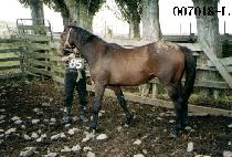 �˰� (AL GOK) ����