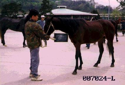 ���� ����