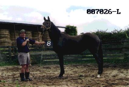 ������ ����