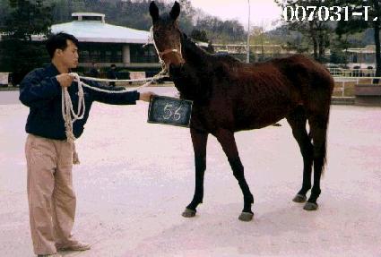 ���������� ����