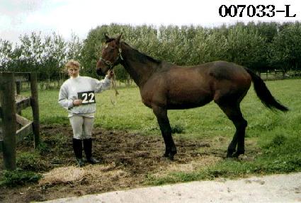 ���� ����