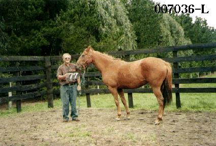 ������ ����