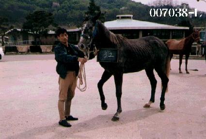 ������ ����