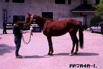 ž���̼� (TOP RACER) ����