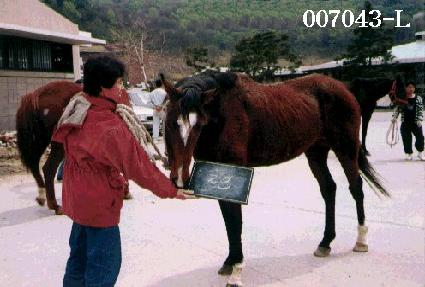 ��� ����