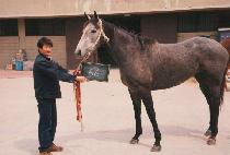 û��� (CHEONG BAEK SONG) ����