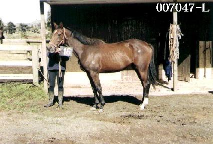 ����� ����