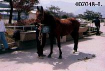 ���ν� (EURO SUN) ����