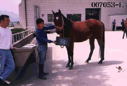 �¾翭 ����