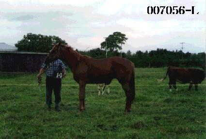 ������Ʈ ����