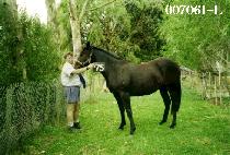 ������ (SUSIE QUEEN) ����