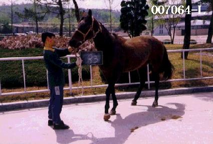 ȯŸ��ƽ ����