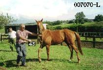 ���� (RINGO) ����