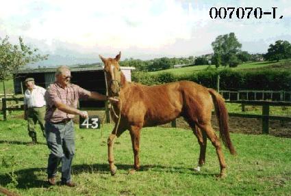 ���� ����