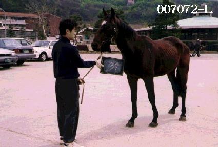 ������ ����