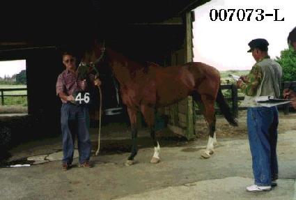 �ι�� ����